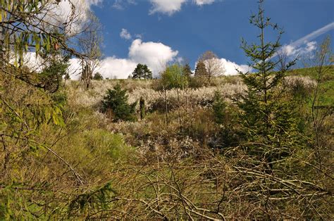 Immagini Belle Paesaggio Albero Foresta Erba Natura Selvaggia