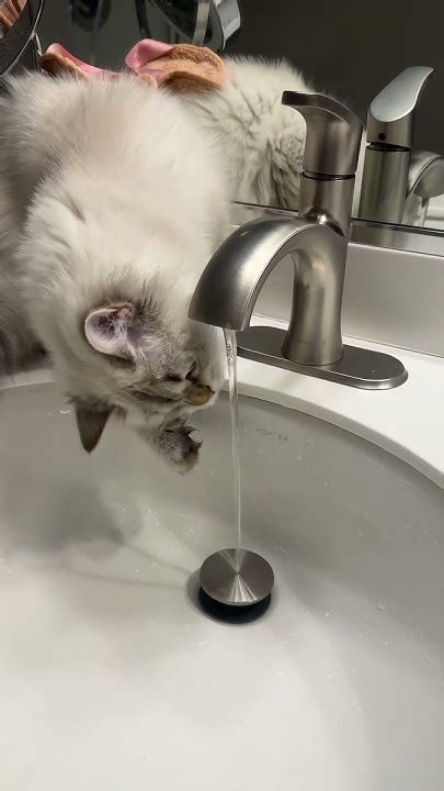 Cat Vs Water 2 Youtube