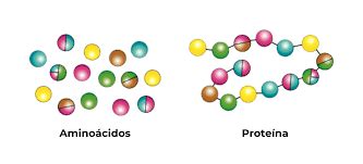 Tema 5 El Metabolismo Humano