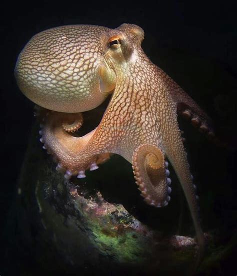 Octopus 86 Deep Sea Creatures Beautiful Sea Creatures Animals