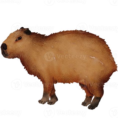 Watercolor Capybara Illustration 41165896 Png