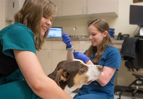 Research Spotlight Veterinary Scholars Program