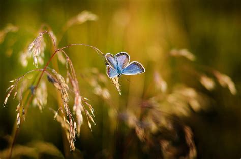 Butterfly Insects Blue Wings Free Image Download