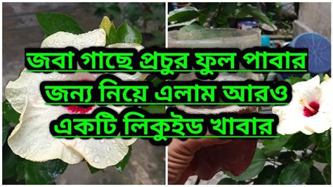 জবা গাছে প্রচুর ফুল পাবার জন্য নিয়ে এলাম আরও একটি লিকুইড খাবার। Youtube