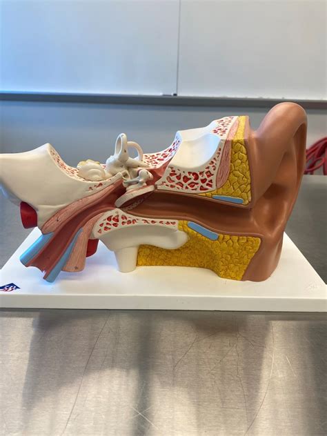 Lab Practical Senses Ear Model Outside Diagram Quizlet