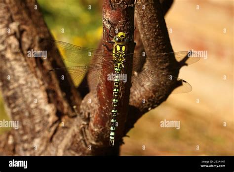 Male Southern Hawker Dragonfly Stock Photo Alamy