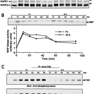 Time Course Of Map Kinase Activation And Fak Tyrosine Phosphorylation