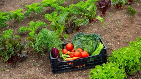 Box with Vegetables in Kitchen Garden Stock Image - Image of edible ...