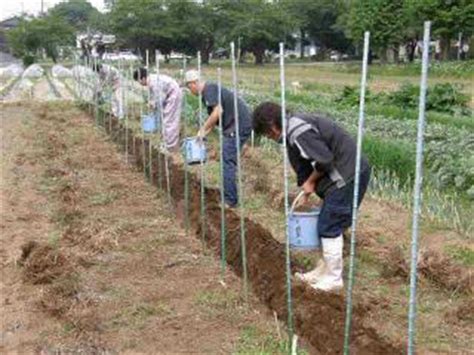 有機野菜の栽培実習ナスを耕さないで栽培して4年目今年はどうなる 有機の学園 楽天ブログ