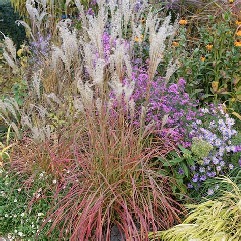 Miscanthus Sinensis Little Miss Little Miss Maiden Grass From Prides