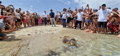 Torre Guaceto Area Protetta Amica Delle Tartarughe Marine Noi Notizie