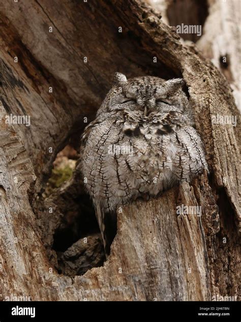 Adult Eastern Screech Owl Stock Photo Alamy