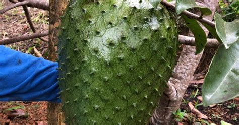 Giant Soursop Fruit Tree Annona Muricata 3 4 Ready To Give Fruit