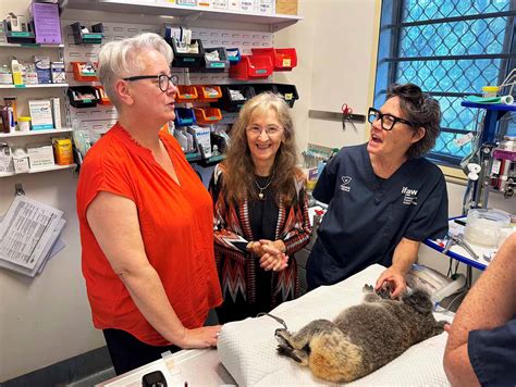 Funding To Help Koalas With Alert Signs Wildlife Hospitals And