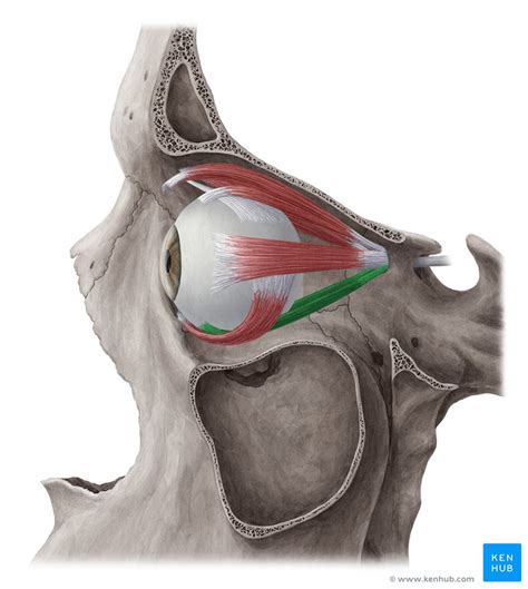 Inferior Rectus Origin Insertion Innervation Action Kenhub