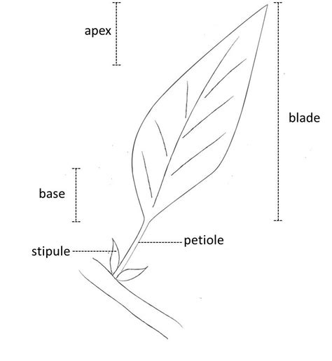 Apex Invasive Plant Species In Portugal