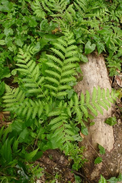 Pteris Tripartita Plants Of Guam And The Cnmi · Inaturalist