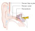 File Diagram Showing The Parts Of The Outer Ear Cruk Svg