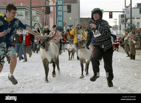 Mar 6 2011 Anchorage Alaska Us People Run With Reindeer Down