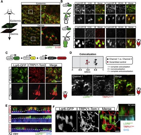 Lgr Marks Epidermal Stem Cells With A Nerve Dependent Role In Wound Re