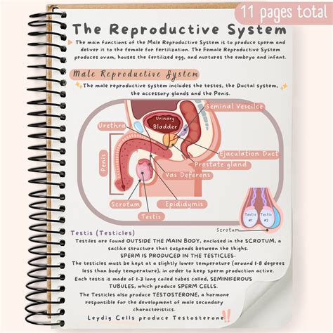 The Reproductive System Study Guide Thetutorgeek