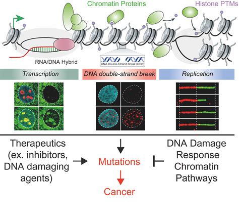 Promotion Seminar Elucidating Genome Integrity Mechanisms In The