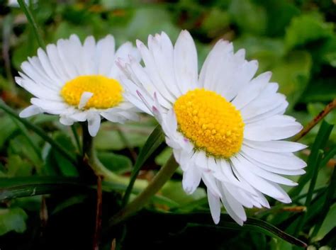 Flor Nacional De Italia Flores Del Mundo