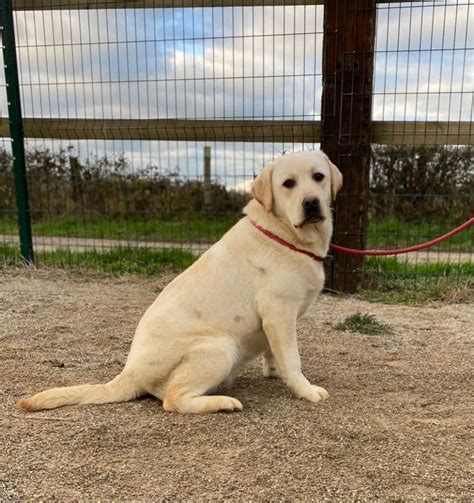 Chien Elevage Des Bocages Du Pays De Bray Eleveur De Chiens