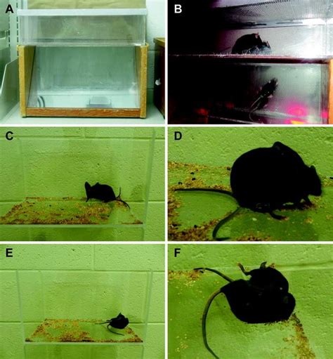 Assessment Of Male Sexual Behavior In Mice Springerlink