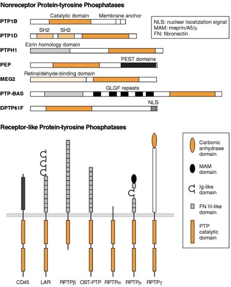 Protein Tyrosine Phosphatases Basic Neurochemistry Ncbi Bookshelf