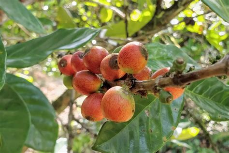 Coffea liberica - Liberian Coffee - Ouriques Farm