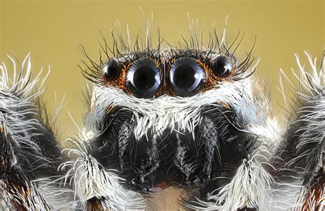 Jumpingspider X Objective Raynox Dcr Reversed Nikon Flickr