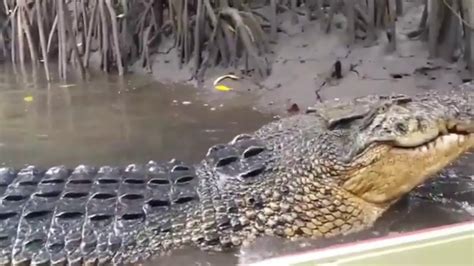 Bersahabat Dengan Buaya Selama 14 Tahun Buaya Riska Pak Ambo