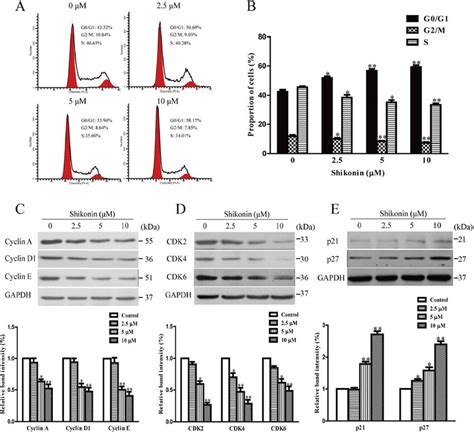 Effects Of Shikonin On Cell Cycle And Related Cell Cycle Regulatory