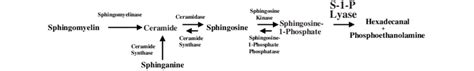 Pathway of sphingomyelin degradation. The pathway reflects studies in ...