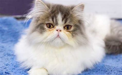 Persian Ragdoll Cat Mix Information About Persian Ragdoll Mix Kitten