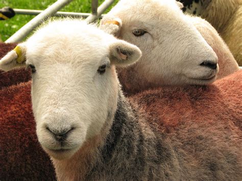 Herdwick sheep, at the Hesket Newmarket Show | Sheep, Goats, Newmarket