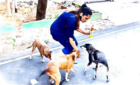 Stray Dog Feeding