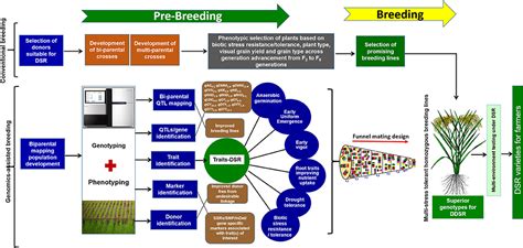 Frontiers Developing Climate Resilient Direct Seeded Adapted Multiple Stress Tolerant Rice