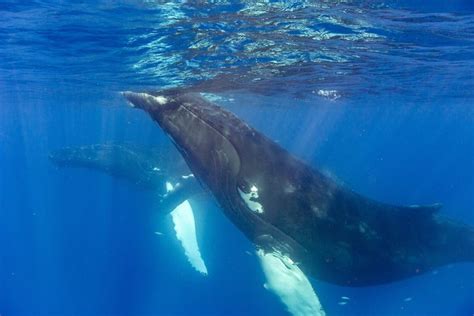 Las ballenas jorobadas en todo el Pacífico están conectadas entre sí