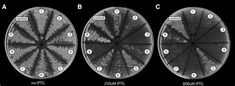 Genome Wide Experimental Determination Of Barriers To Horizontal Gene