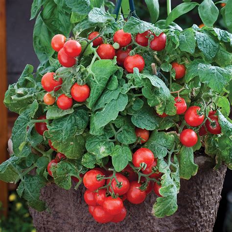 Red Robin Tomato Open Pollinated Cherry Tomato Seeds Totally Tomatoes