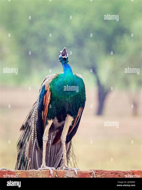 Dancing White Peacock In Rain