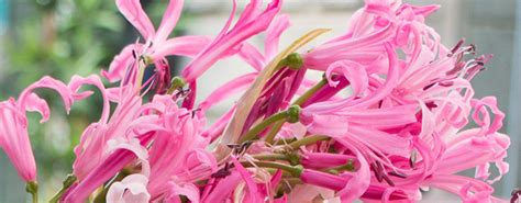 Hoyland Plant Centre Grown In England