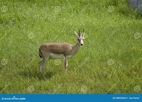 Goitered Gazelle in Habitat Stock Photo - Image of horned, subgutturosa: 20663924