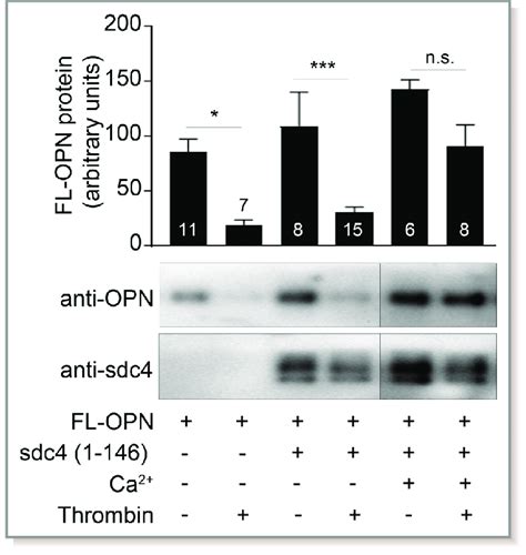 Syndecan Protects Osteopontin From Cleavage By Thrombin In The