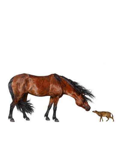 Study Evolution Of Earliest Horses Driven By Climate Change E