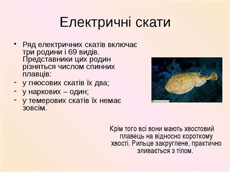 "Cкати" - презентація з біології