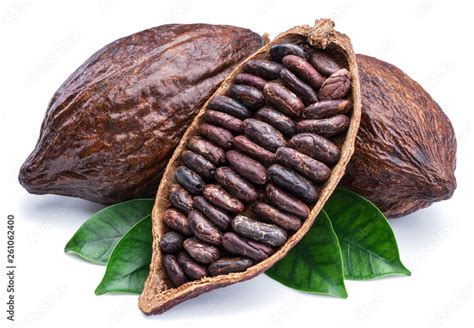 Cocoa Pods And Cocoa Beans Chocolate Basis Isolated On A White