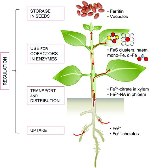 An Overview Of Iron Homeostasis In Plants Iron Homeostasis Is